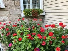 red and pink flowers in front of a house