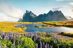 purple flowers in the foreground and mountains in the background, with a lake surrounded by green grass