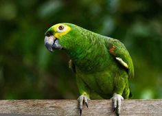 a green parrot perched on top of a wooden plank