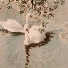 two white swans floating on top of a lake next to a tree with leaves and flowers