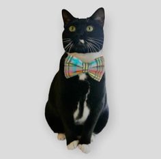 a black and white cat wearing a bow tie