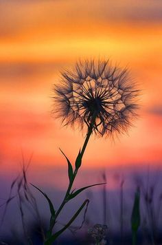 a dandelion in the foreground with a sunset in the backround