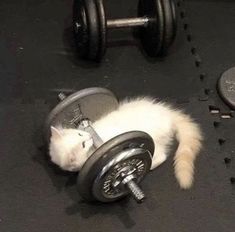 a white cat laying on top of a gym floor next to a dumbble bar