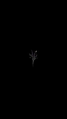 a single purple flower in the middle of a dark night with no light on it