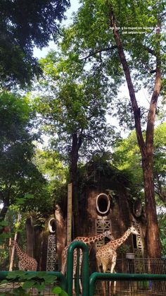 kebun binatang Mysore Zoo Photography, Zoo Photo Ideas, Zoo Date, Mysore Zoo, Zoo Pictures, 2024 Wishes, Zoo Photos, Bf Picture, Outdoor Aesthetic