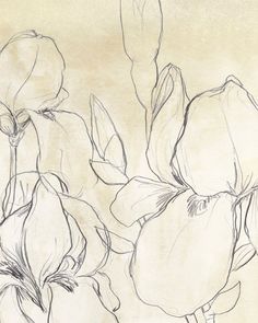 a drawing of three flowers on a beige background