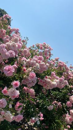 pink and white flowers are blooming on the bush in front of a blue sky