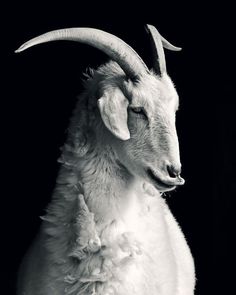 a white goat with long horns standing in front of a black background