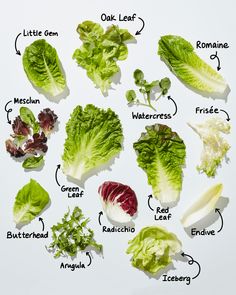 different types of lettuce are shown in this diagram, with the names below