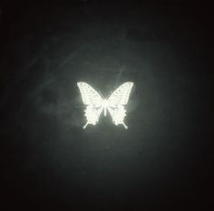 a white butterfly is glowing in the dark