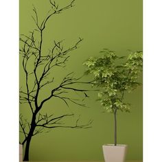 a small tree sitting next to a potted plant in front of a green wall