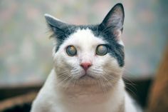 a black and white cat is looking at the camera