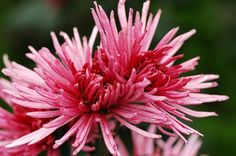 a pink flower with water droplets on it