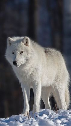 a white wolf standing on top of snow covered ground