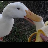 a duck is eating a banana in the grass