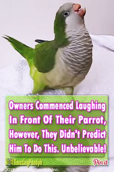 a bird sitting on top of a towel next to a sign that says owners concerned laughing in front of their parrot, however they didn't