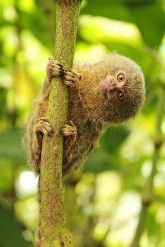 a small animal climbing up the side of a leaf covered tree branch with its eyes wide open