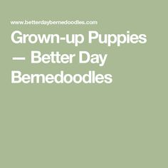 Grown-up Puppies — Better Day Bernedoodles