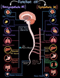 Biology
Brain
Anatomy
Diagram
Notes
Nervous system Neuroanatomy Notes, Neurodiagnostic Technologist, Neurology Notes, Neurosurgeon Aesthetic