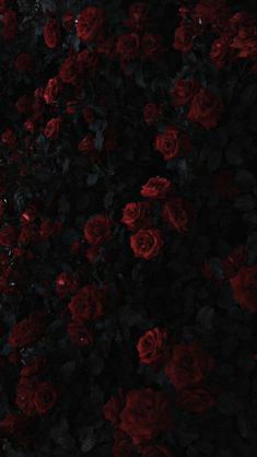 a bunch of red roses that are in the dark