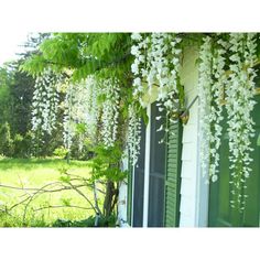 white flowers are growing on the side of a house in front of a green door