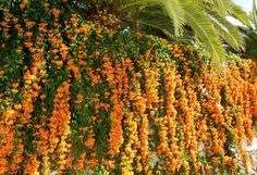 an orange flowered plant hanging from the side of a building next to a palm tree