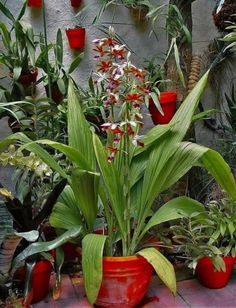 several potted plants are sitting on the ground