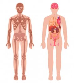 the human body is divided into two sections, including the heart and livers in each section