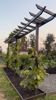 an outdoor garden with lots of plants growing in the ground and attached to a pergolated trellis