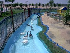 there are many birds that are swimming in the water at the zoo or on the beach