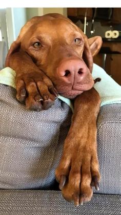 a brown dog laying on top of a couch with it's paws hanging out