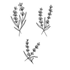 three different plants that are drawn in black ink on a white background, each with one plant