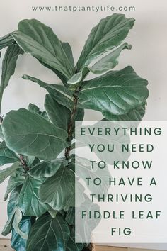 a fiddle plant with the words everything you need to know about fiddle leaf figs