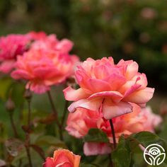 some pink flowers are blooming in the garden