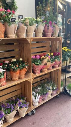 many potted plants are displayed on wooden shelves