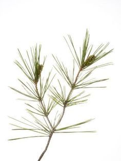 a close up of a pine tree branch against a white background