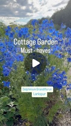 blue flowers with the caption cottage garden must - haves