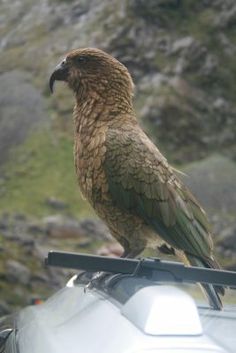 a bird perched on the roof of a car