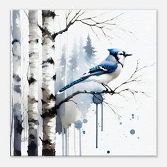 a painting of a blue jay perched on a tree branch in front of birch trees