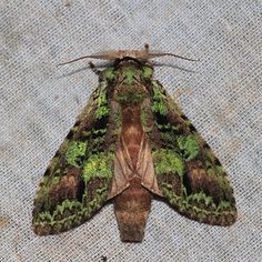 a brown and green moth sitting on top of a piece of cloth