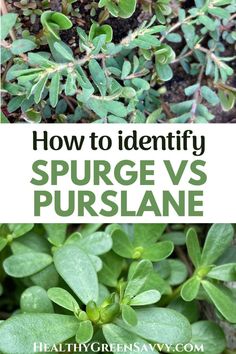 how to identify the differences between sprouts and purslanes in plants