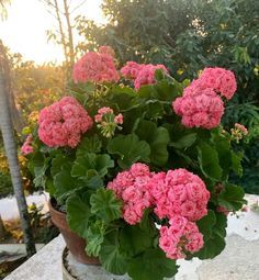 a potted plant with pink flowers sitting on top of a stone table in front of trees