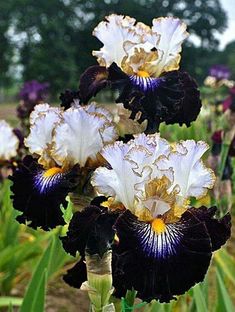 three purple and white flowers in a field