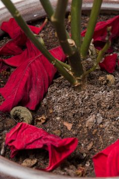 a potted plant with red flowers and green stems in it's dirt area