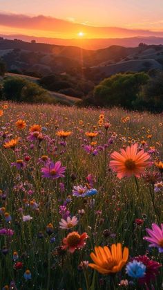 the sun is setting over a field full of wildflowers and other colorful flowers