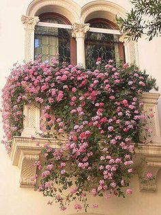 pink flowers are growing on the side of a white building with an ornate window and balconies