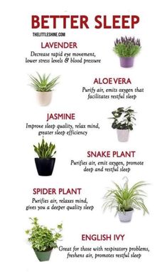 a poster with different types of plants and their names