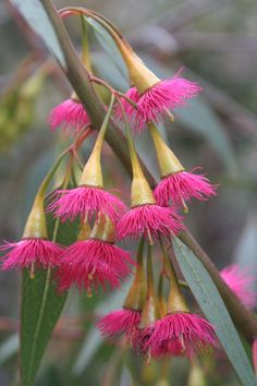 Australian Native Flowers, Native Flowers