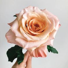 a pink rose being held up by someone's hand in front of a white background