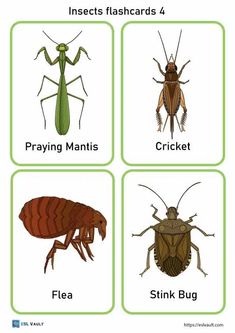 24 free printable PDF insects flashcards - ESL Vault Insect Preschool, Homeschool Themes, Hygiene Activities, Dictionary For Kids, Bug Images, Pictures Of Insects, Fall Themes, Reggio Emilia Approach